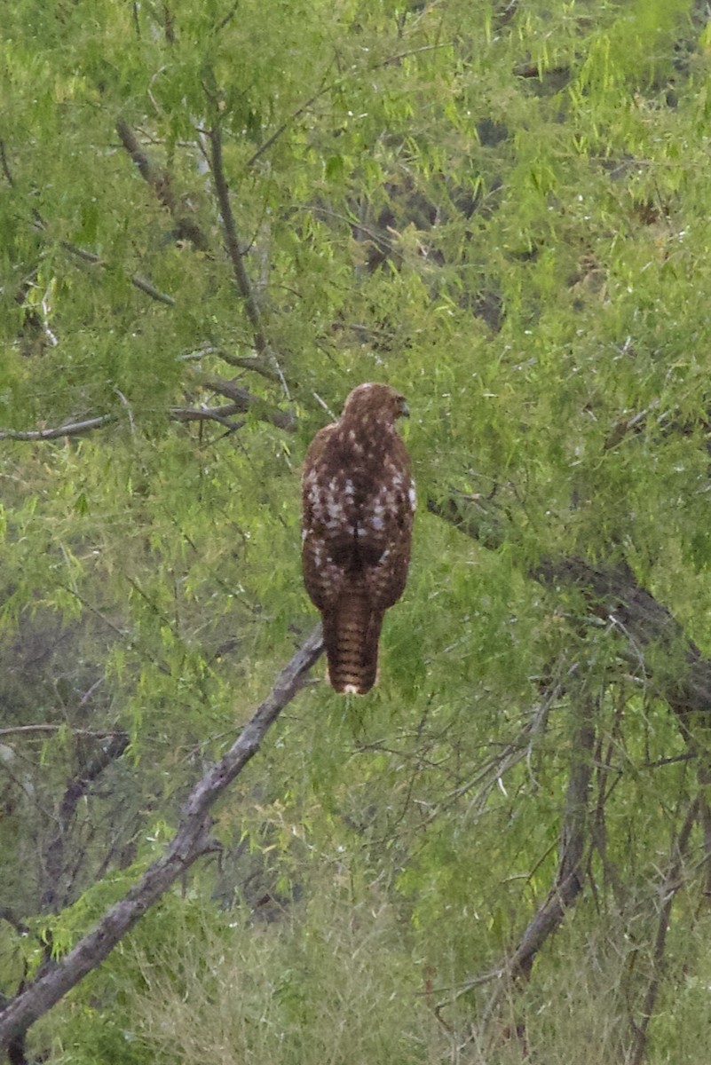 Red-tailed Hawk - ML617080975