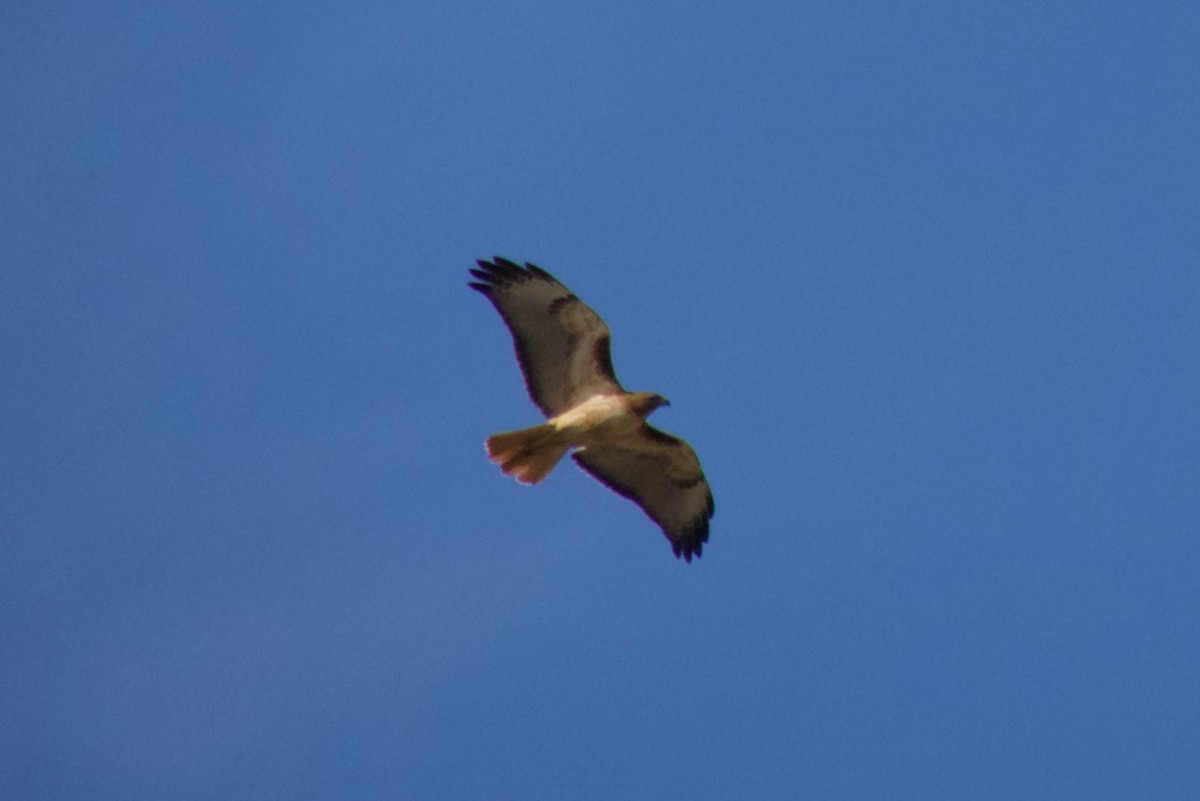 Red-tailed Hawk - ML617080976
