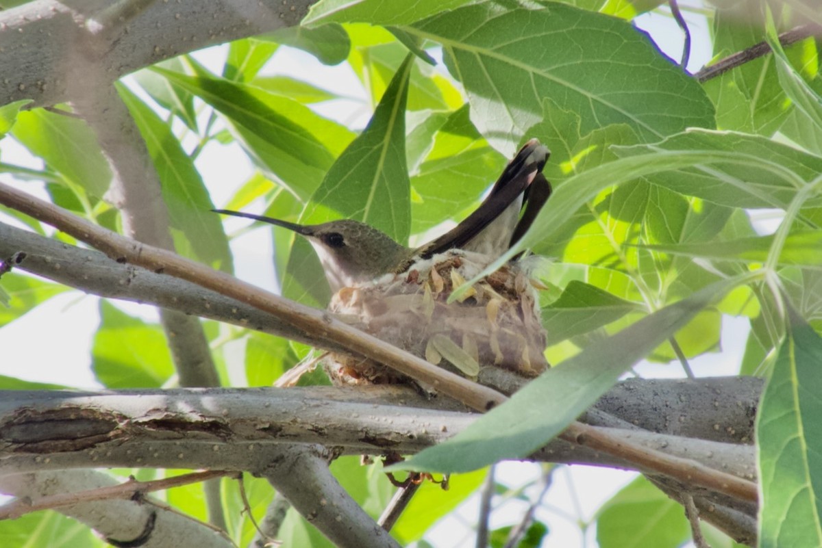 Black-chinned Hummingbird - ML617080990