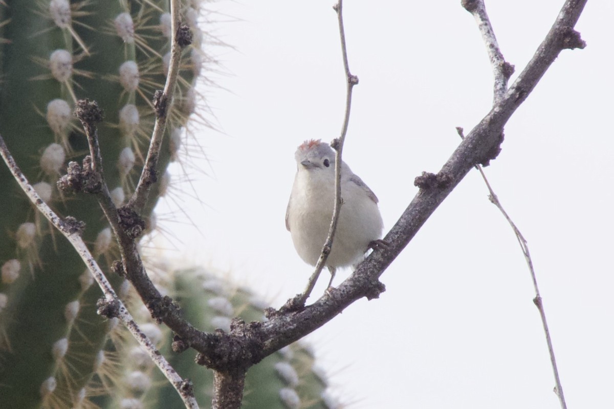 Lucy's Warbler - ML617080993