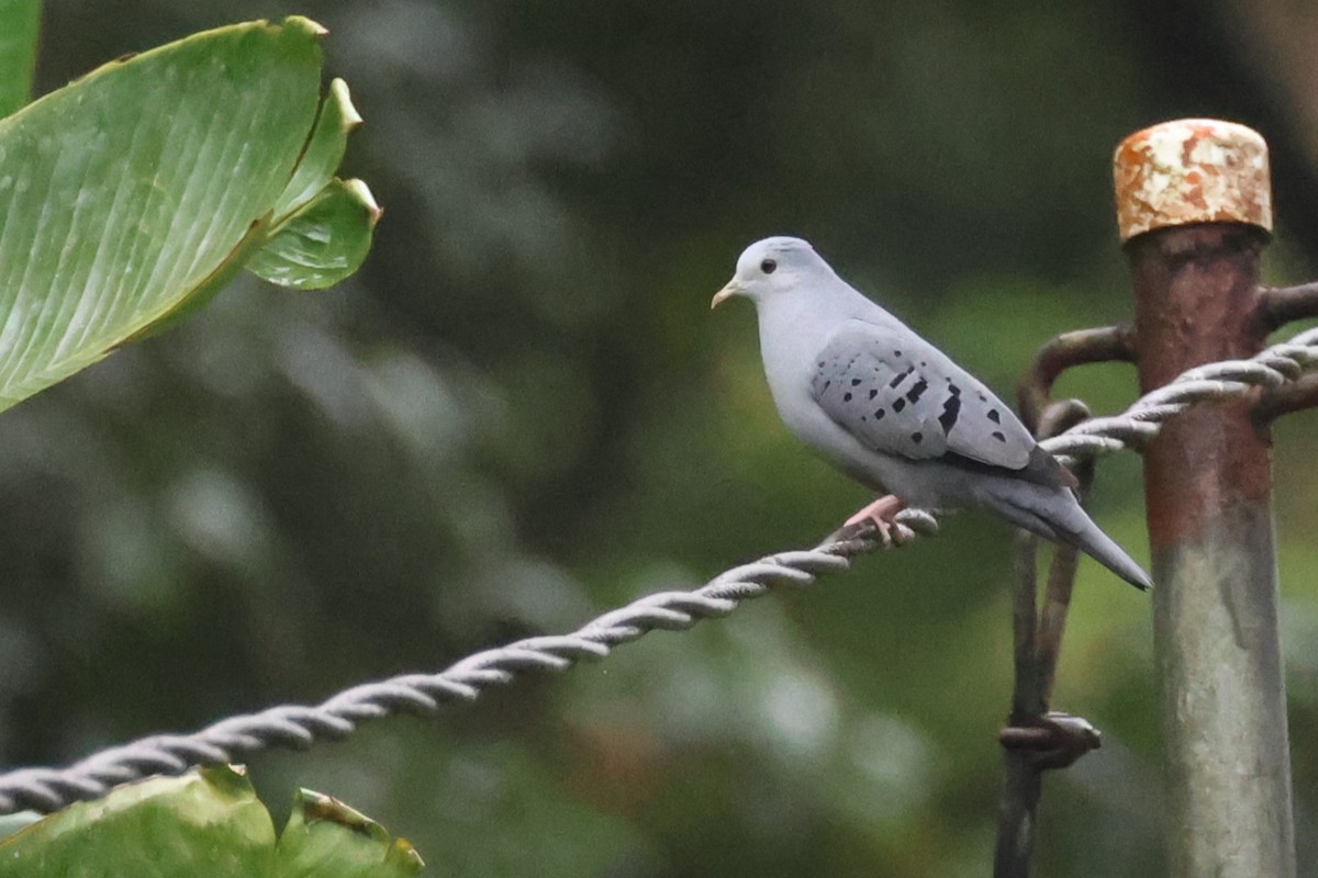 Blue Ground Dove - ML617081003