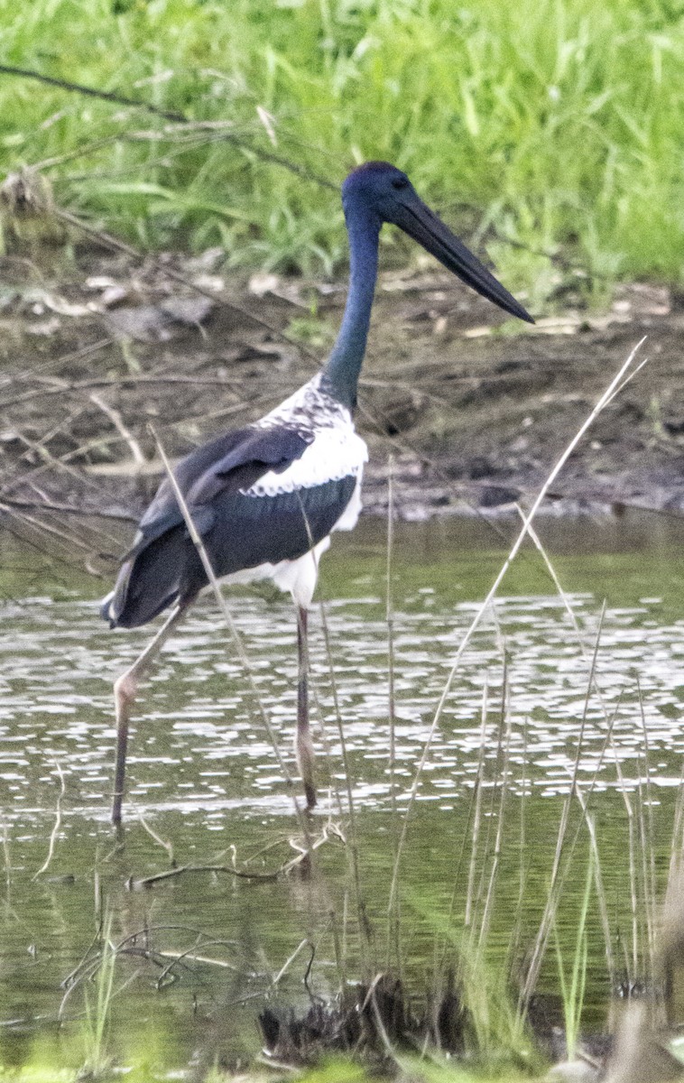 Black-necked Stork - ML617081008