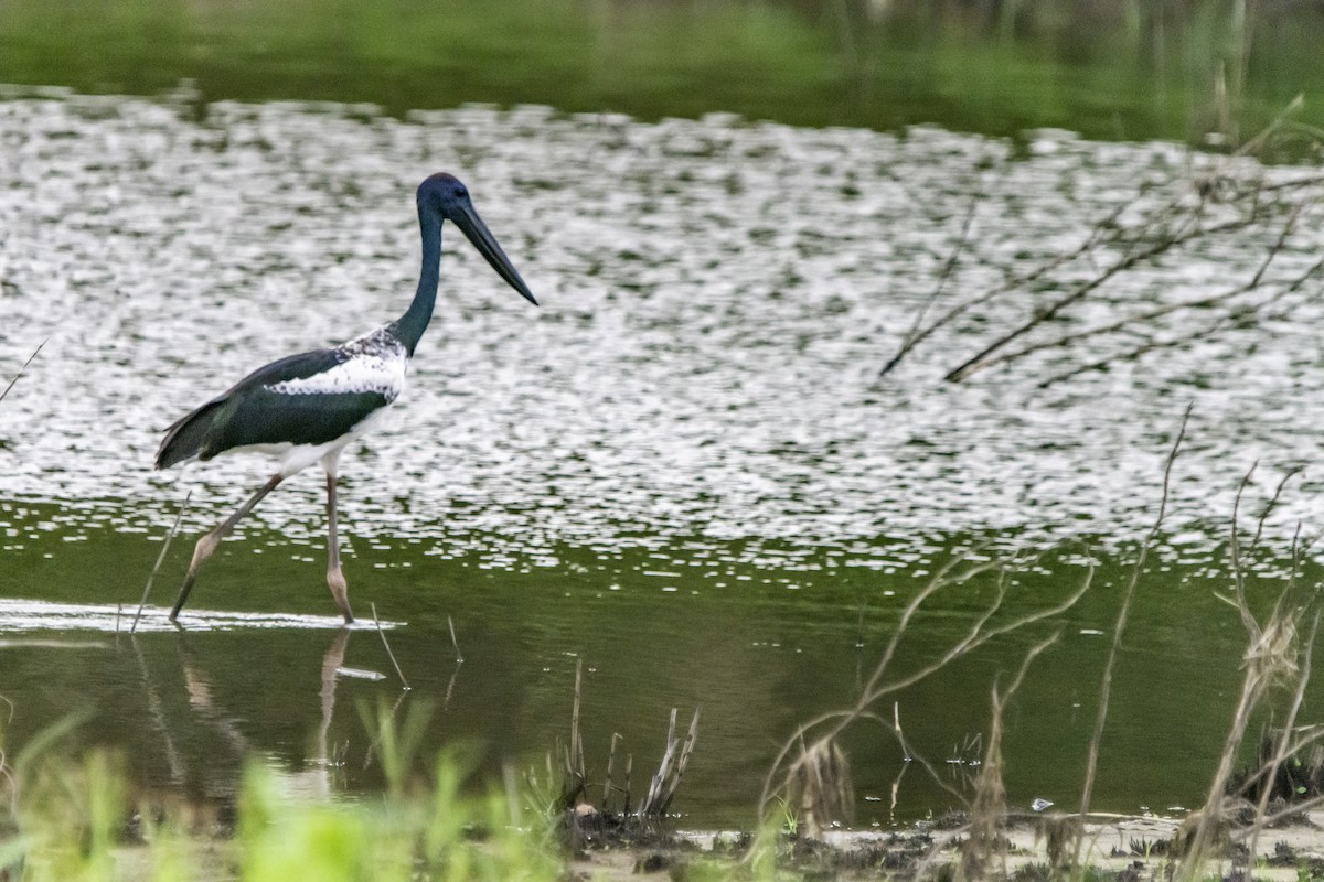 Black-necked Stork - Rebel Warren and David Parsons