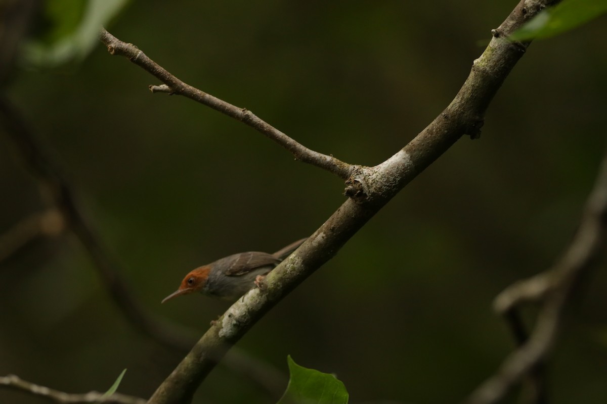 tanımsız Orthotomus sp. - ML617081017