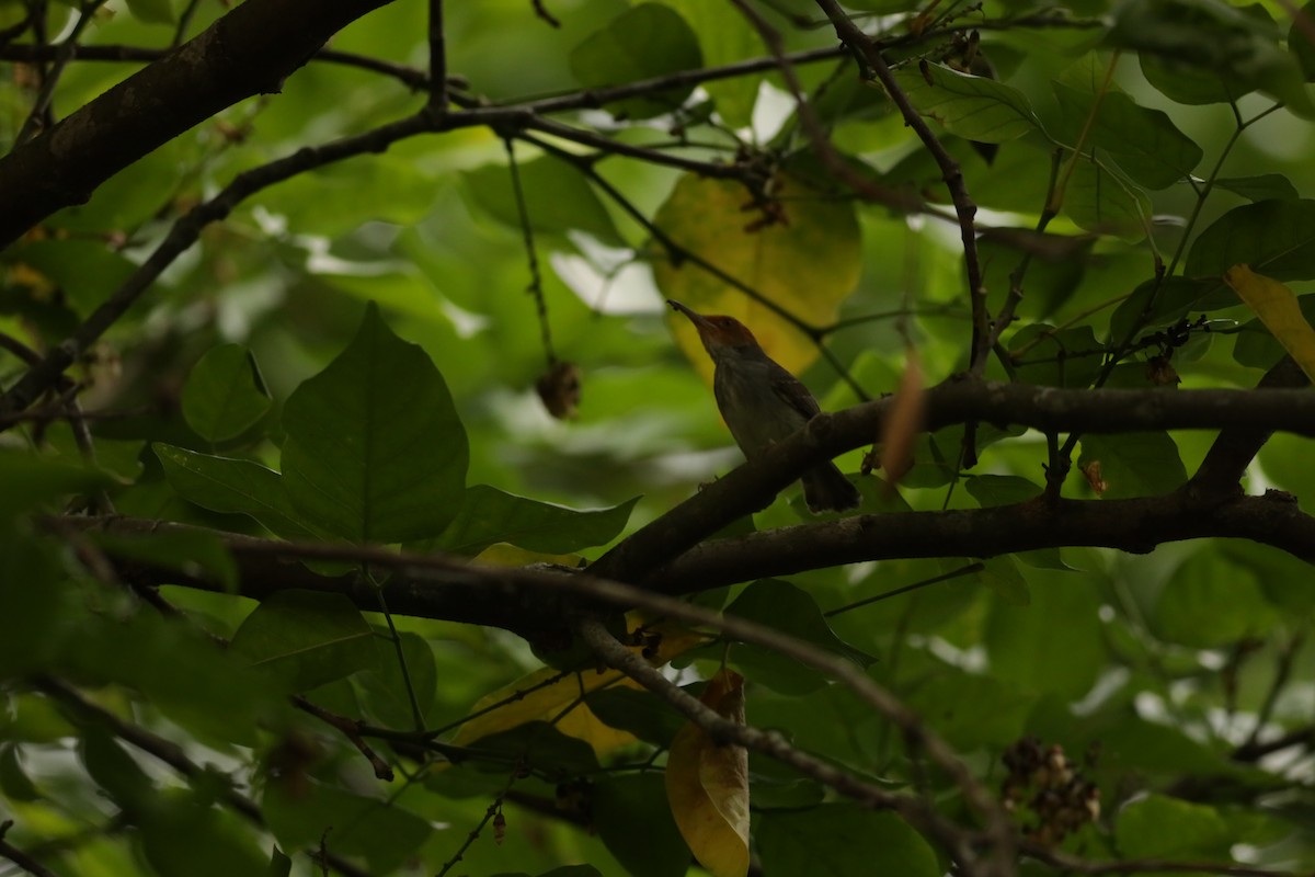 tailorbird sp. - ML617081018