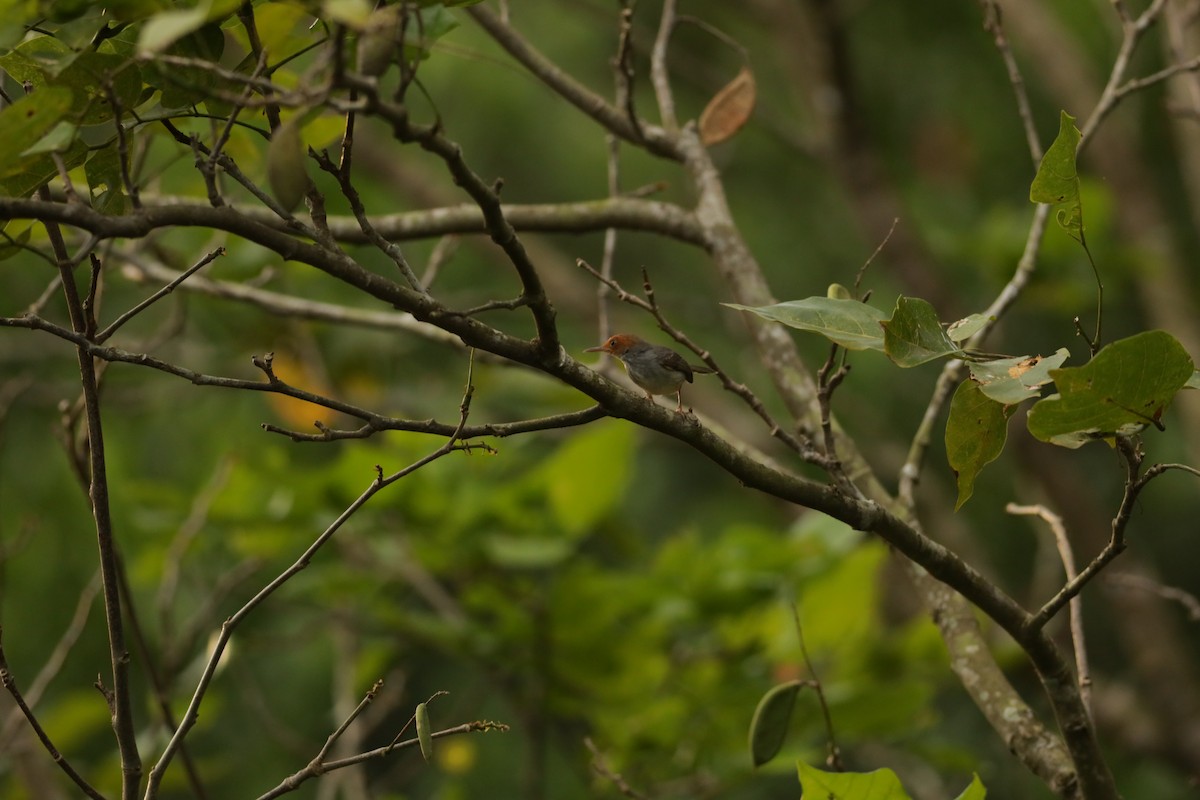 tailorbird sp. - ML617081019