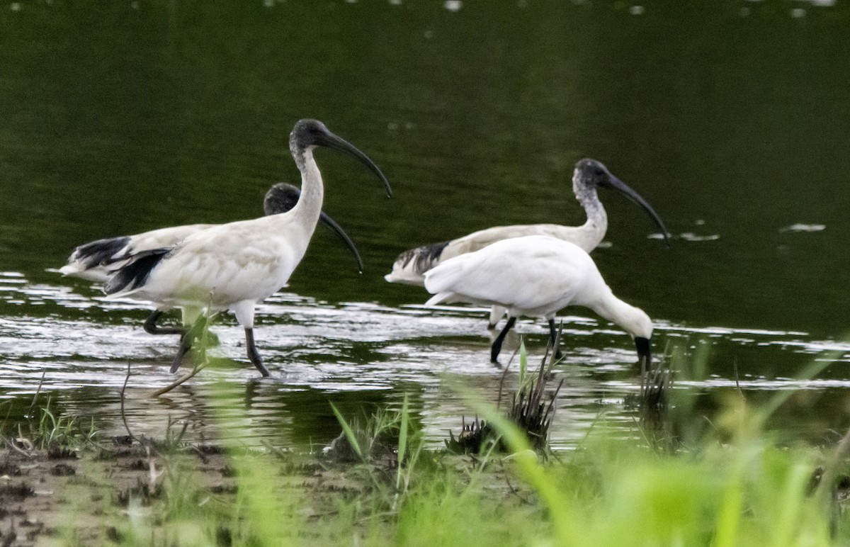 Ibis à cou noir - ML617081029