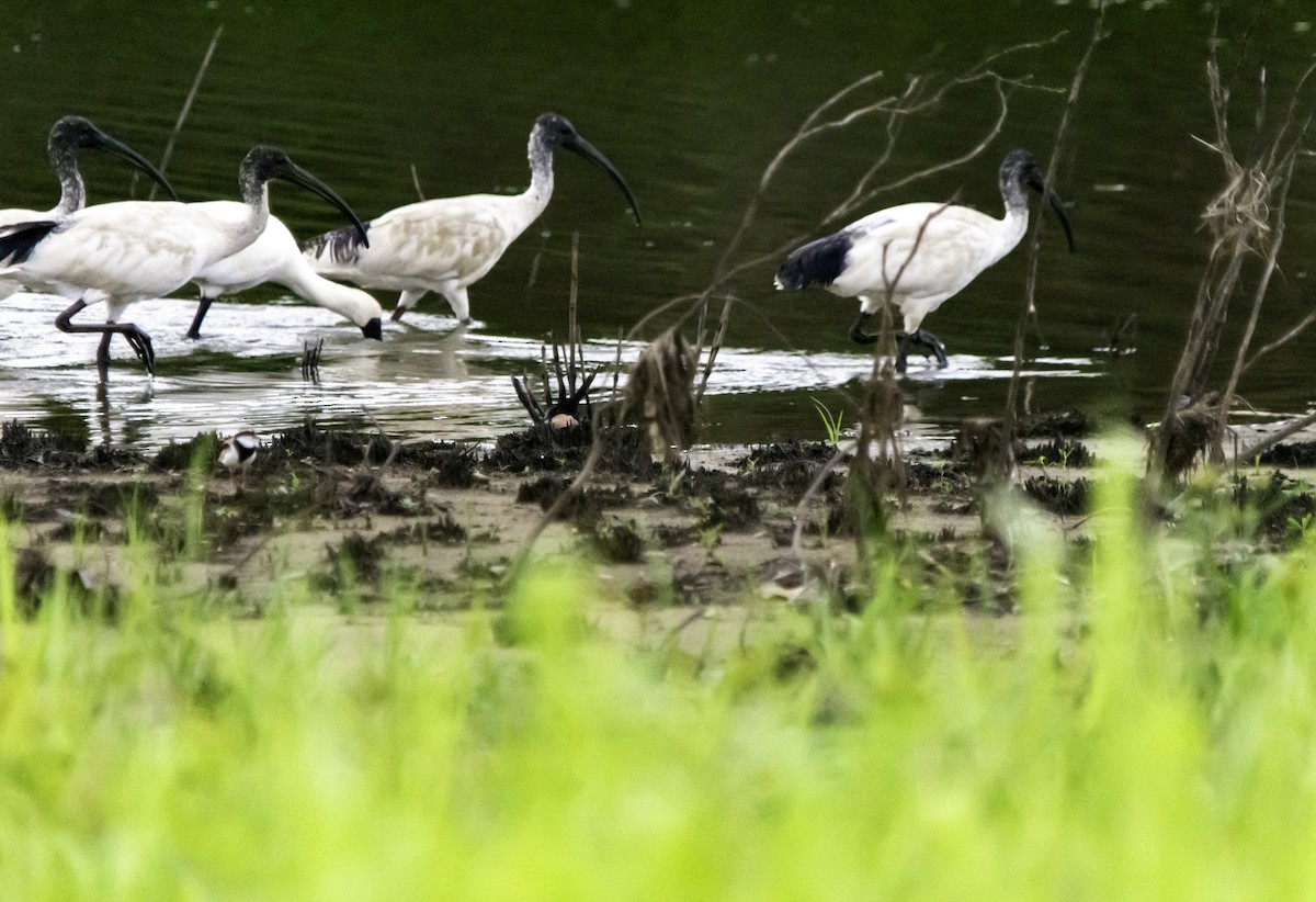 Royal Spoonbill - ML617081040