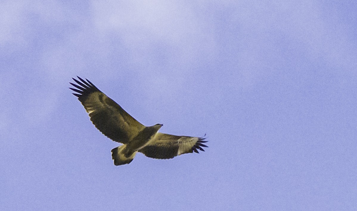 White-bellied Sea-Eagle - ML617081051