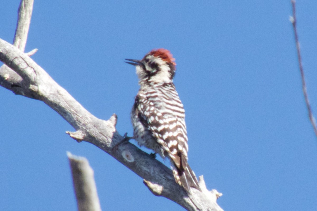 Ladder-backed Woodpecker - ML617081074