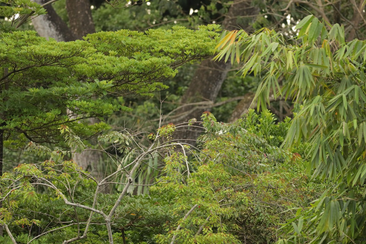 Lineated Barbet - ML617081092