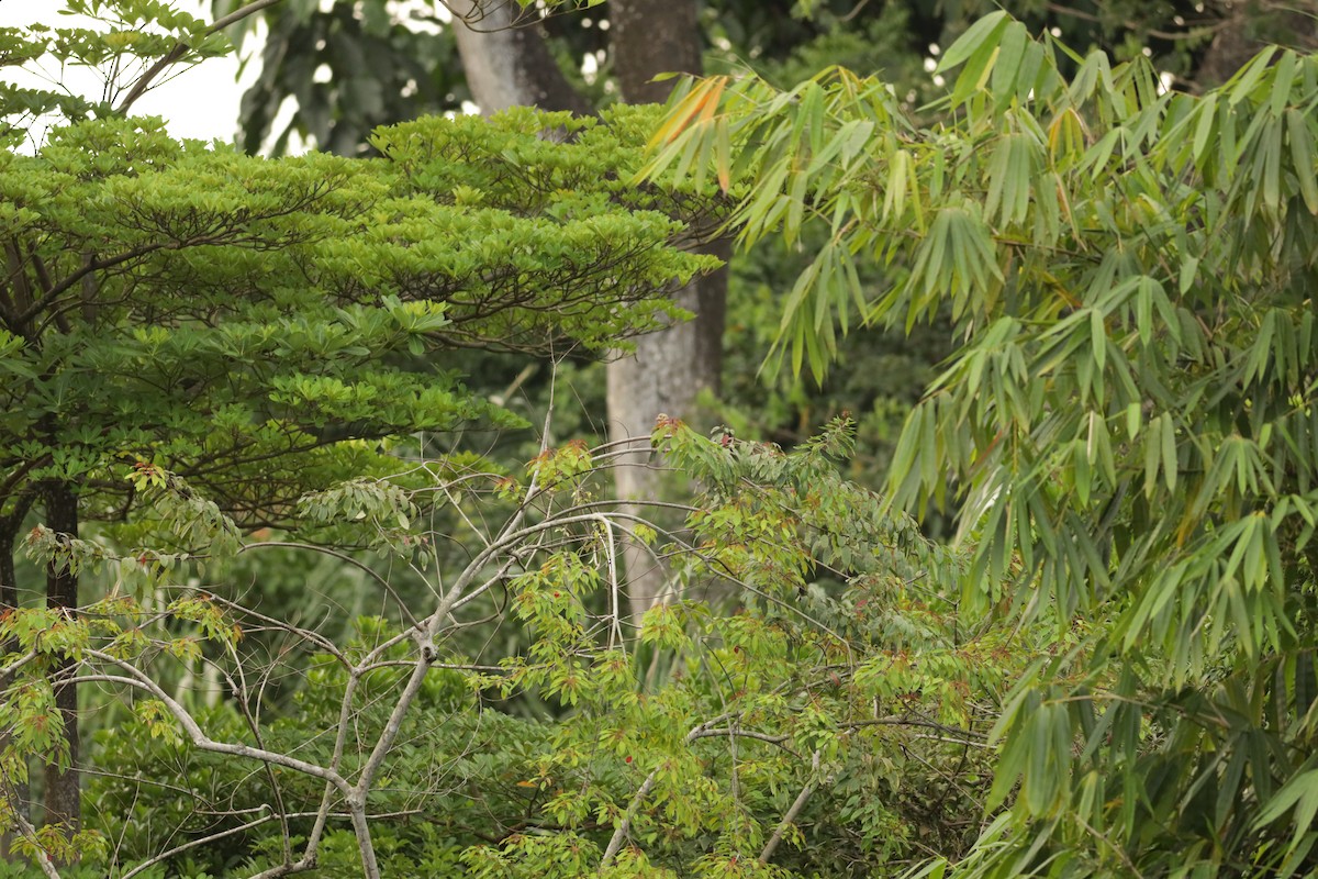 Lineated Barbet - ML617081093