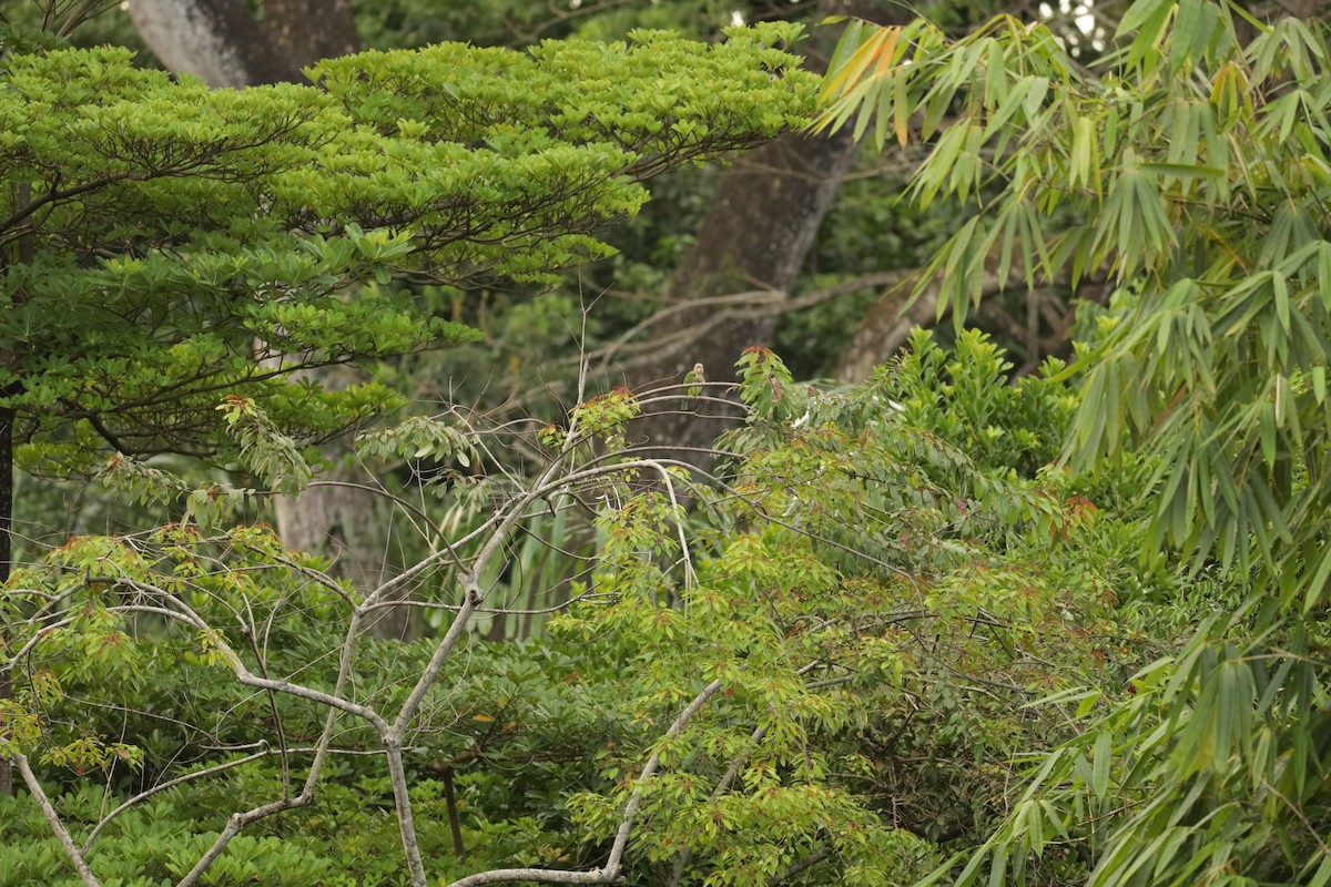 Lineated Barbet - ML617081094