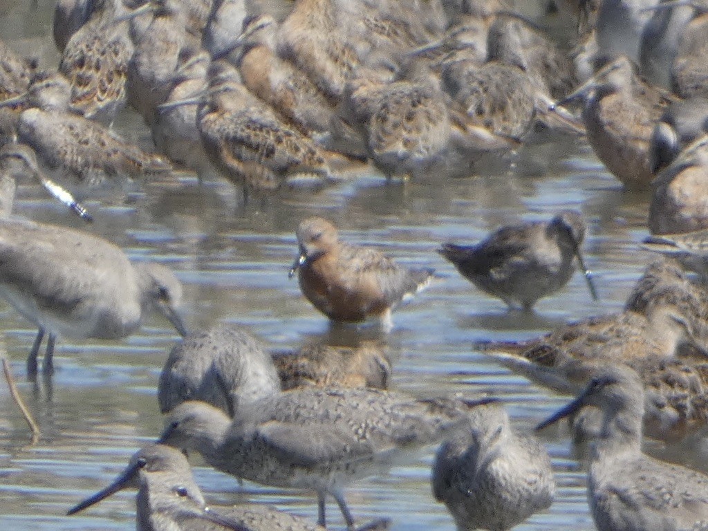 Red Knot - ML617081095