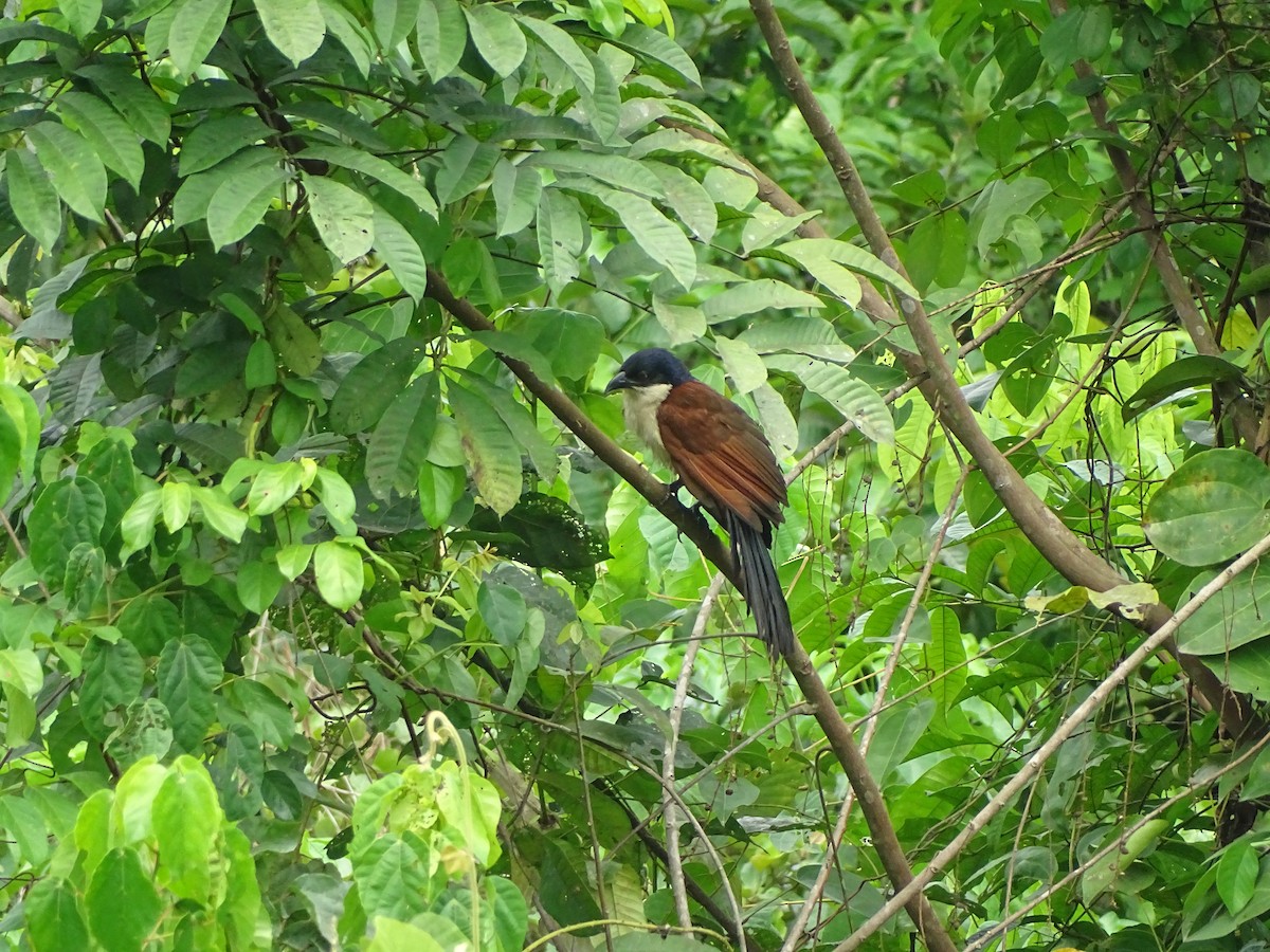 Blue-headed Coucal - ML617081099