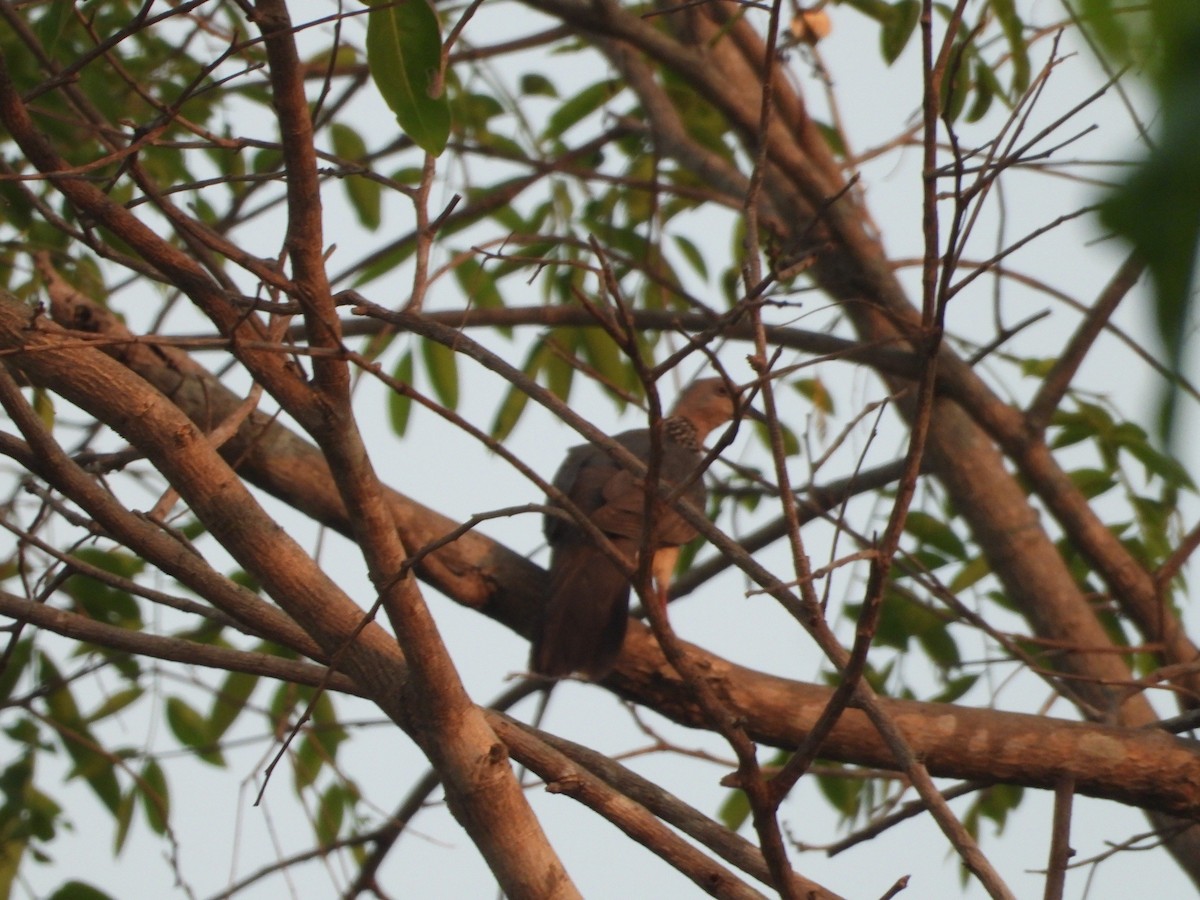 Spotted Dove - ML617081132