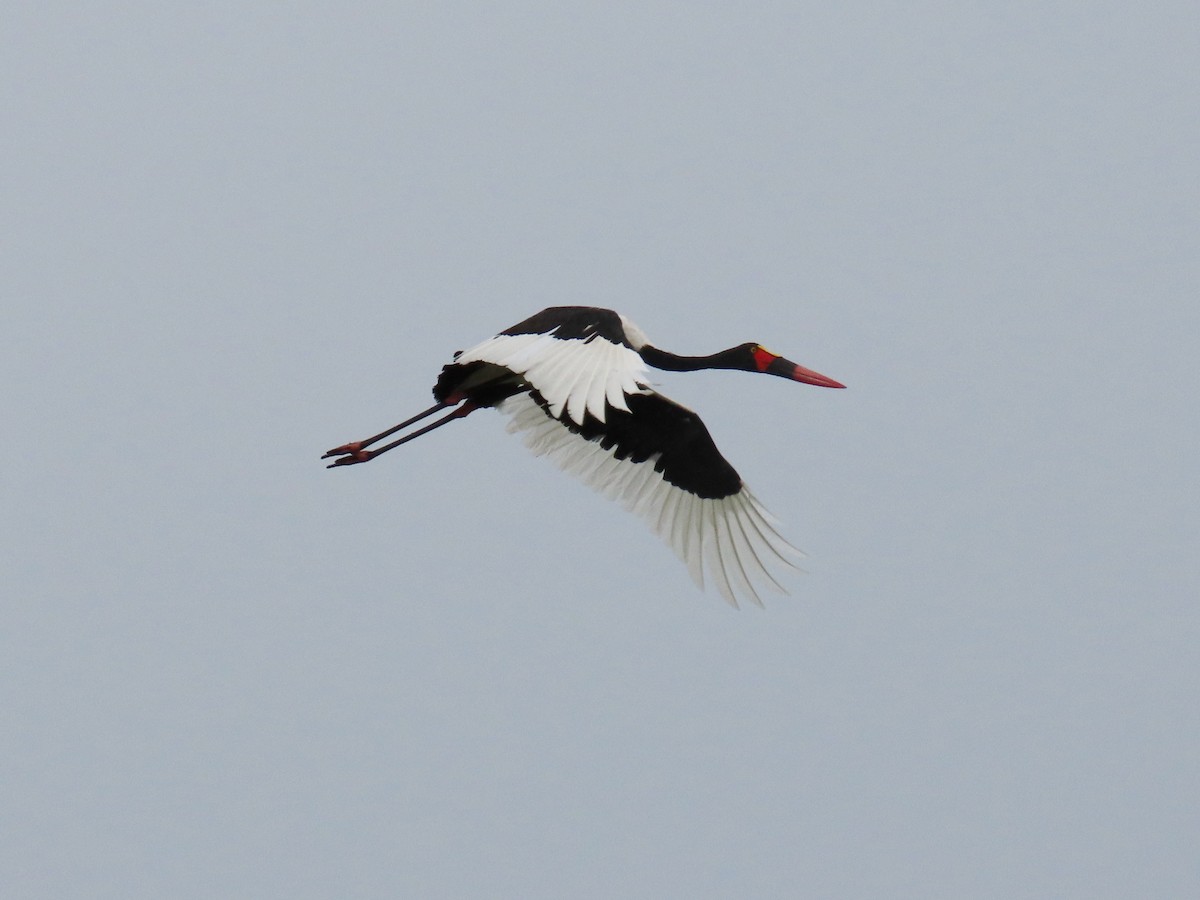 Saddle-billed Stork - ML617081140