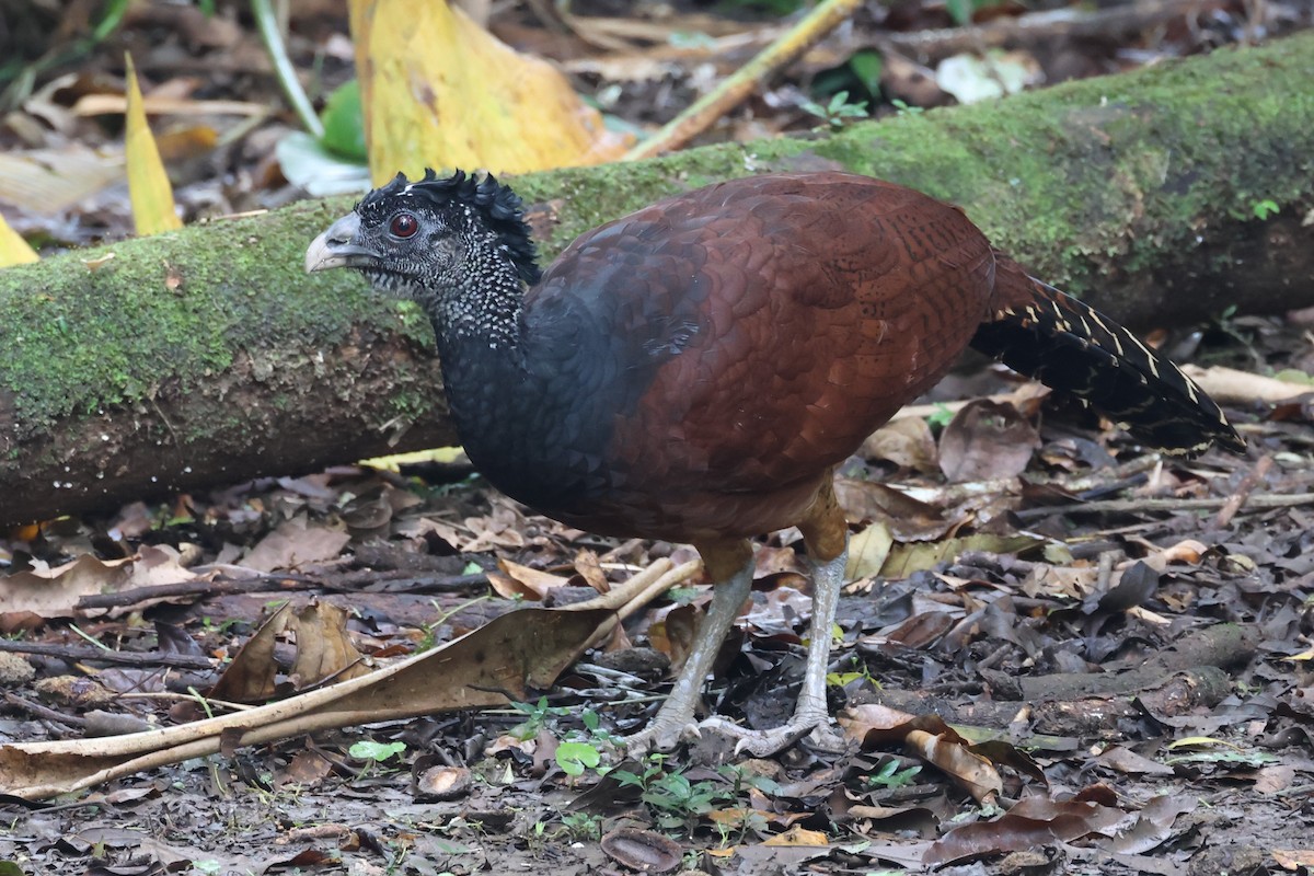 Great Curassow - ML617081141