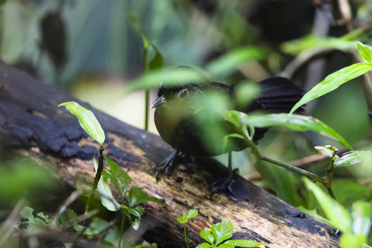 Sooty Babbler - Stefan Hirsch