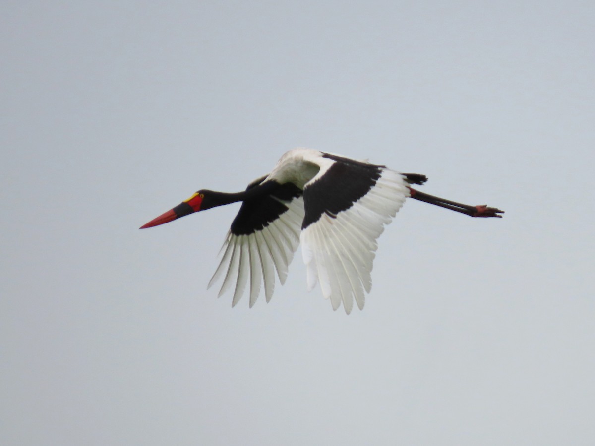 Saddle-billed Stork - Joyce Brady