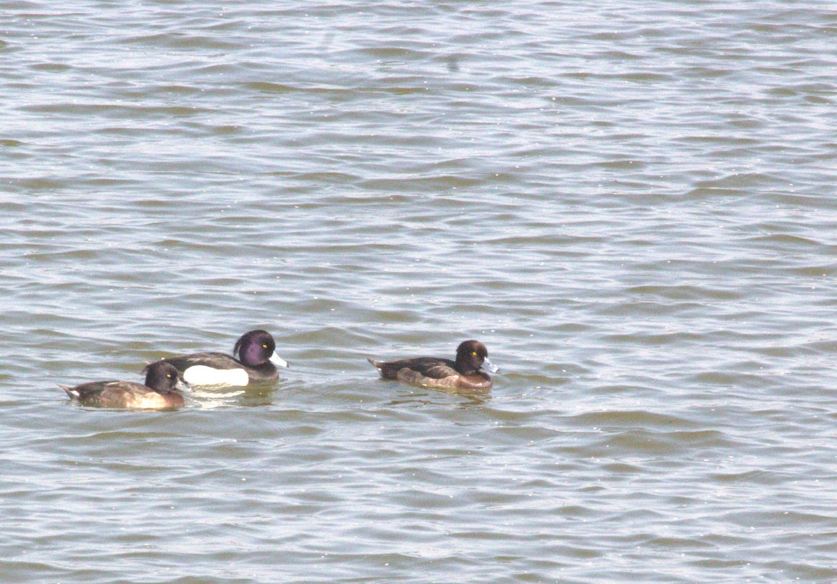 Tufted Duck - ML617081203