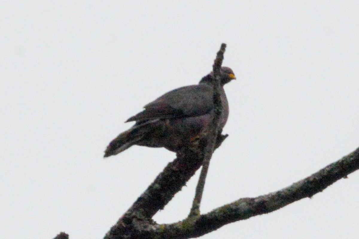 Band-tailed Pigeon - ML617081216