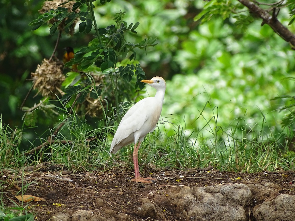 Чапля єгипетська (підвид ibis) - ML617081250