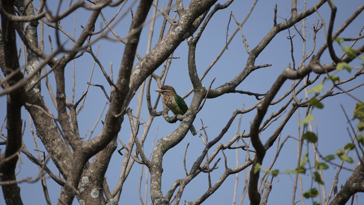 White-cheeked Barbet - ML617081261