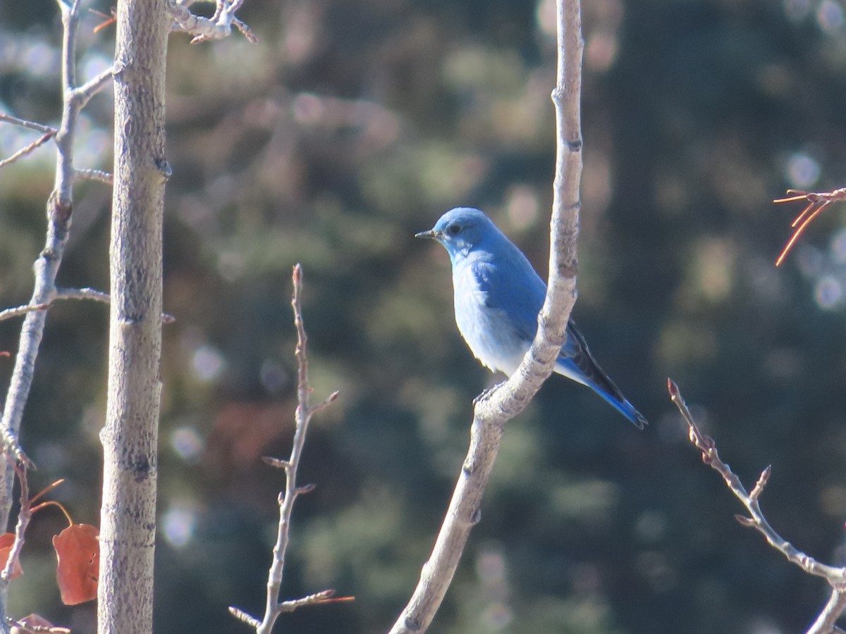 Mountain Bluebird - ML617081297