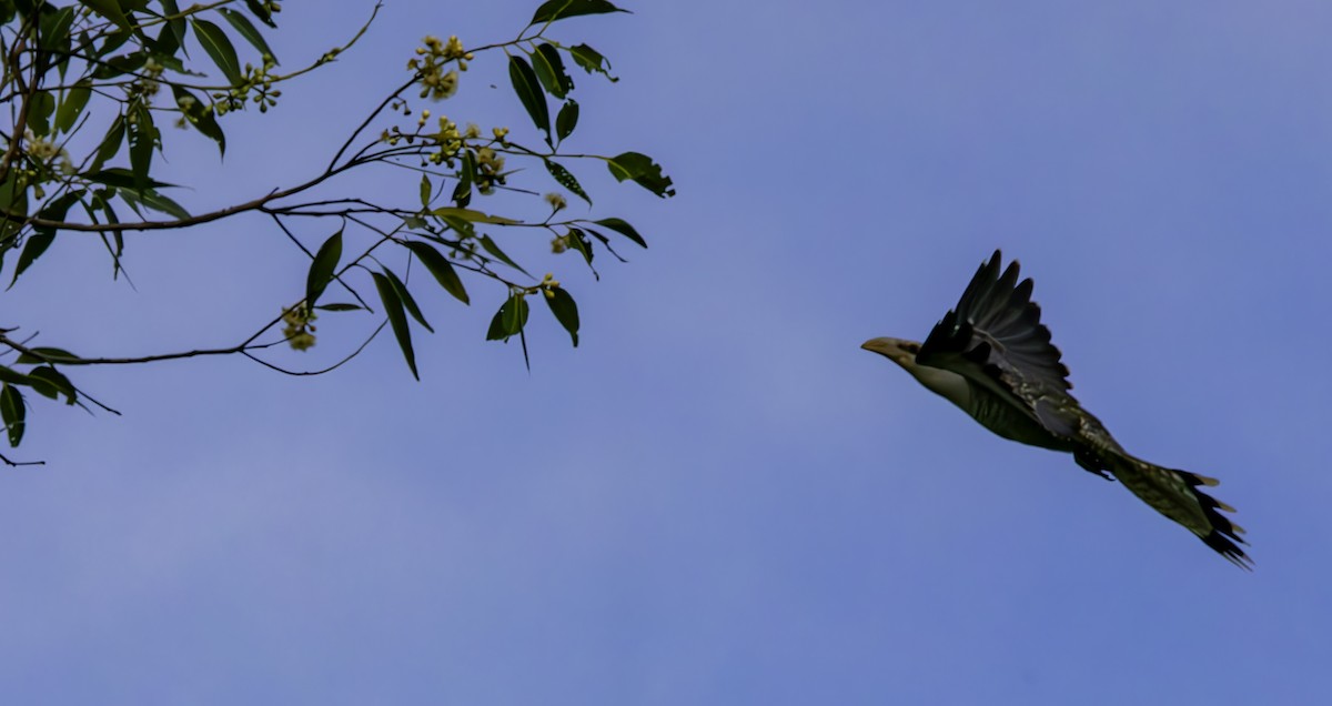 Channel-billed Cuckoo - Rebel Warren and David Parsons