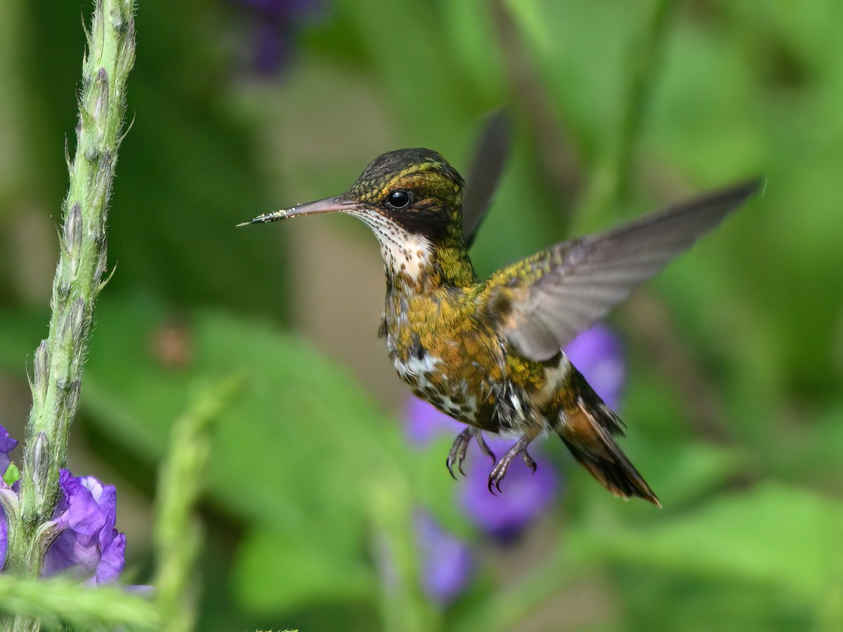 Black-crested Coquette - ML617081359