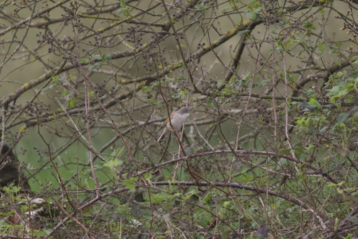 Greater Whitethroat - ML617081391