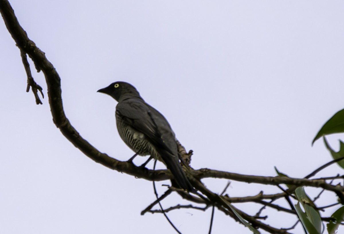 Barred Cuckooshrike - Rebel Warren and David Parsons