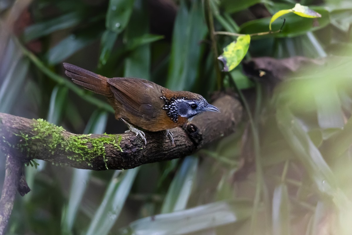 Spot-necked Babbler - Stefan Hirsch