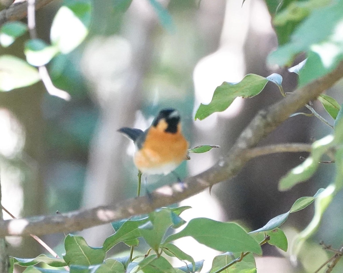 Spectacled Monarch - Ian Kerr