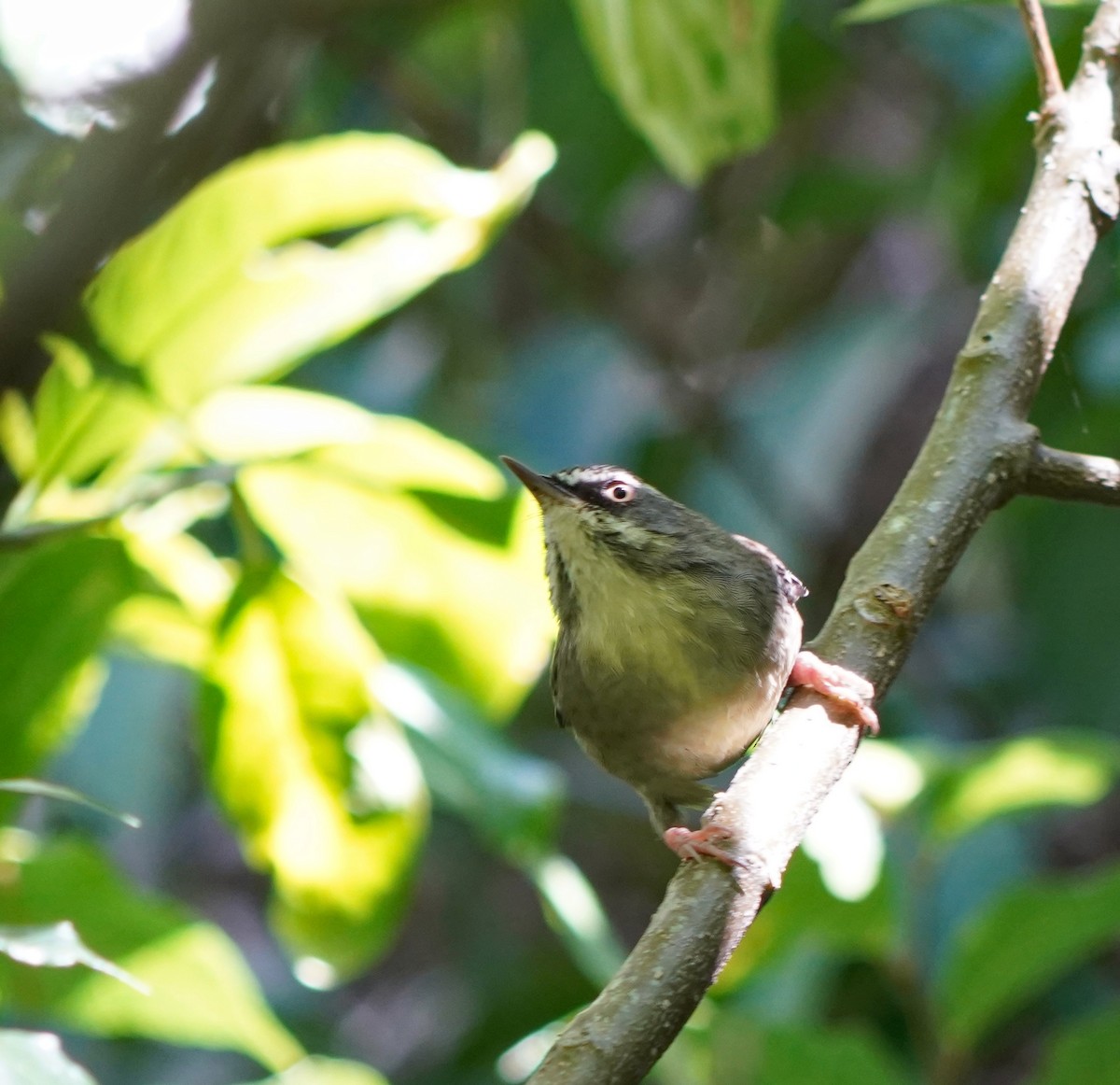 White-browed Scrubwren - Ian Kerr