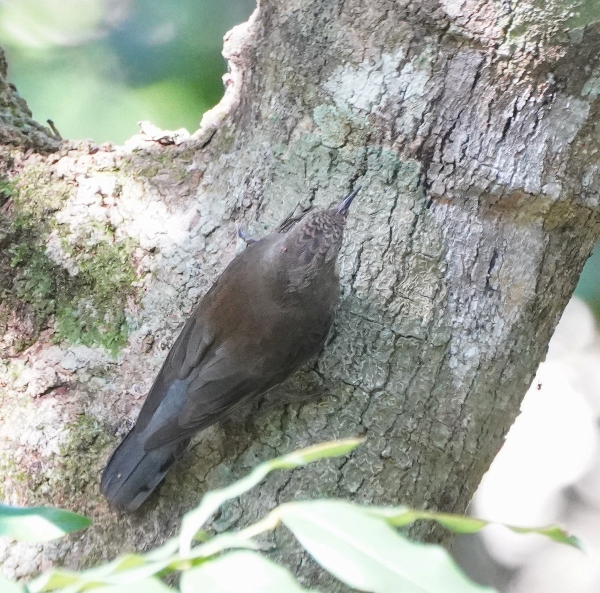 White-throated Treecreeper - Ian Kerr