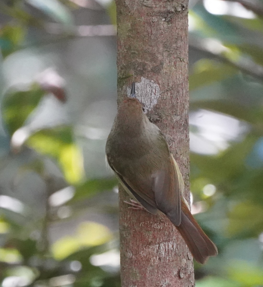 Large-billed Scrubwren - ML617081466