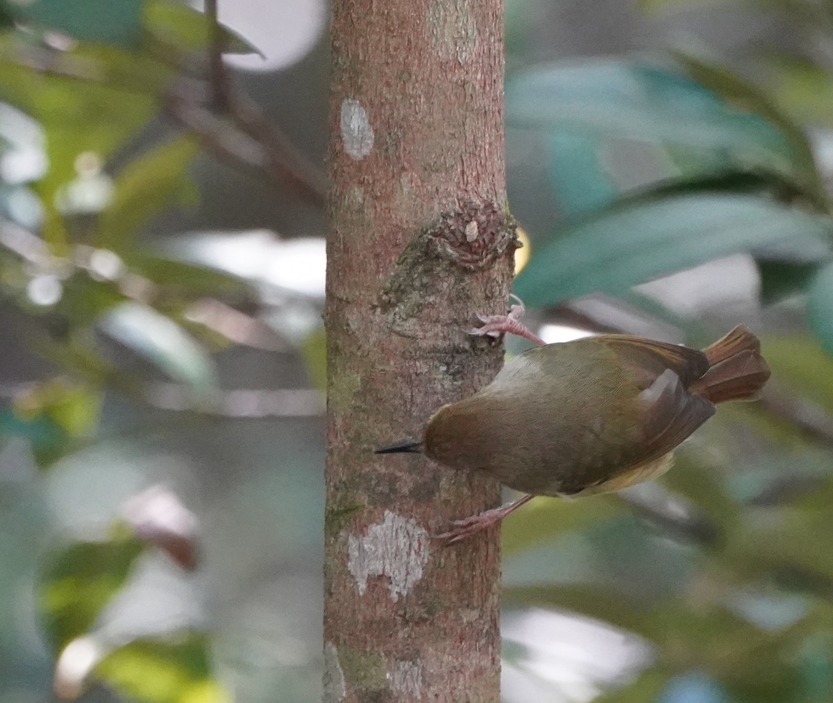 Large-billed Scrubwren - Ian Kerr