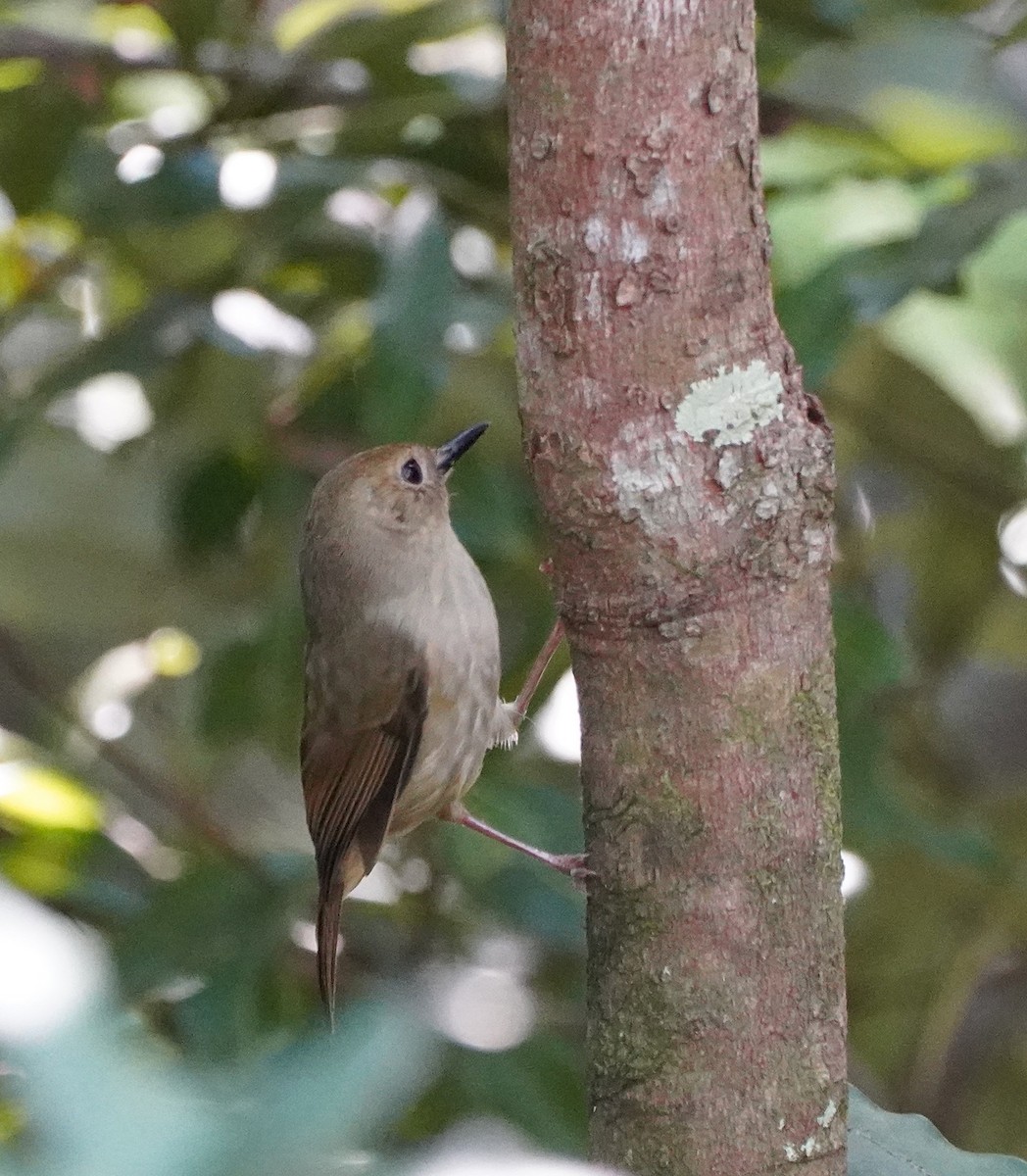 Large-billed Scrubwren - Ian Kerr