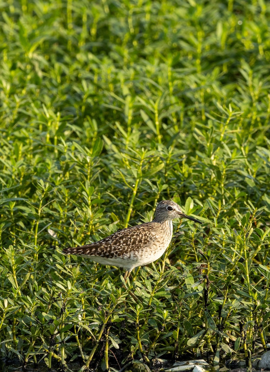 Wood Sandpiper - ML617081483