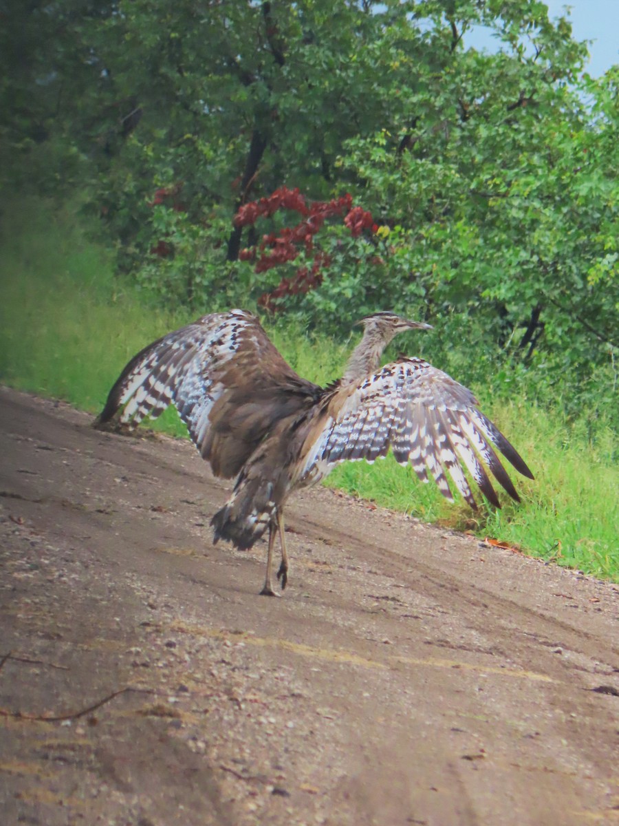 Kori Bustard - ML617081492