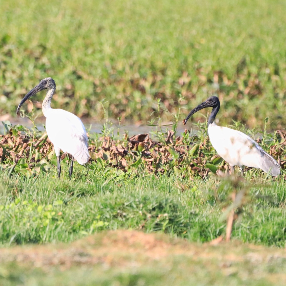 ibis černohlavý - ML617081507