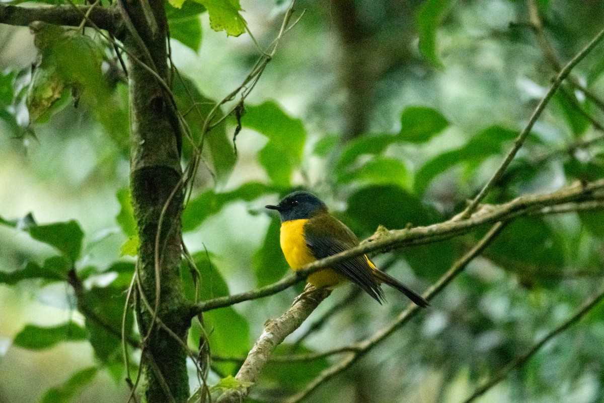 White-starred Robin - Antoine Lacroix