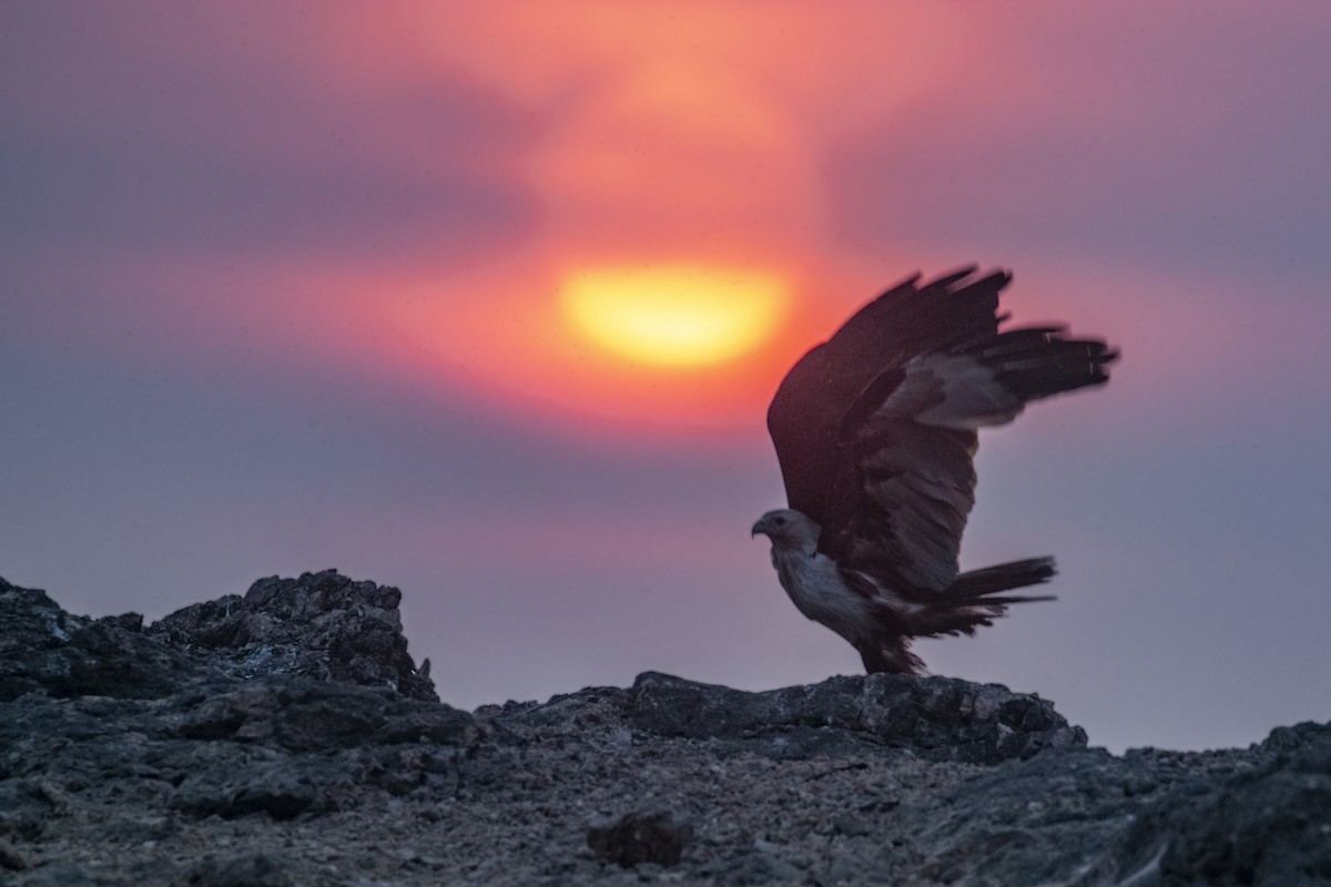 Brahminy Kite - ML617081533