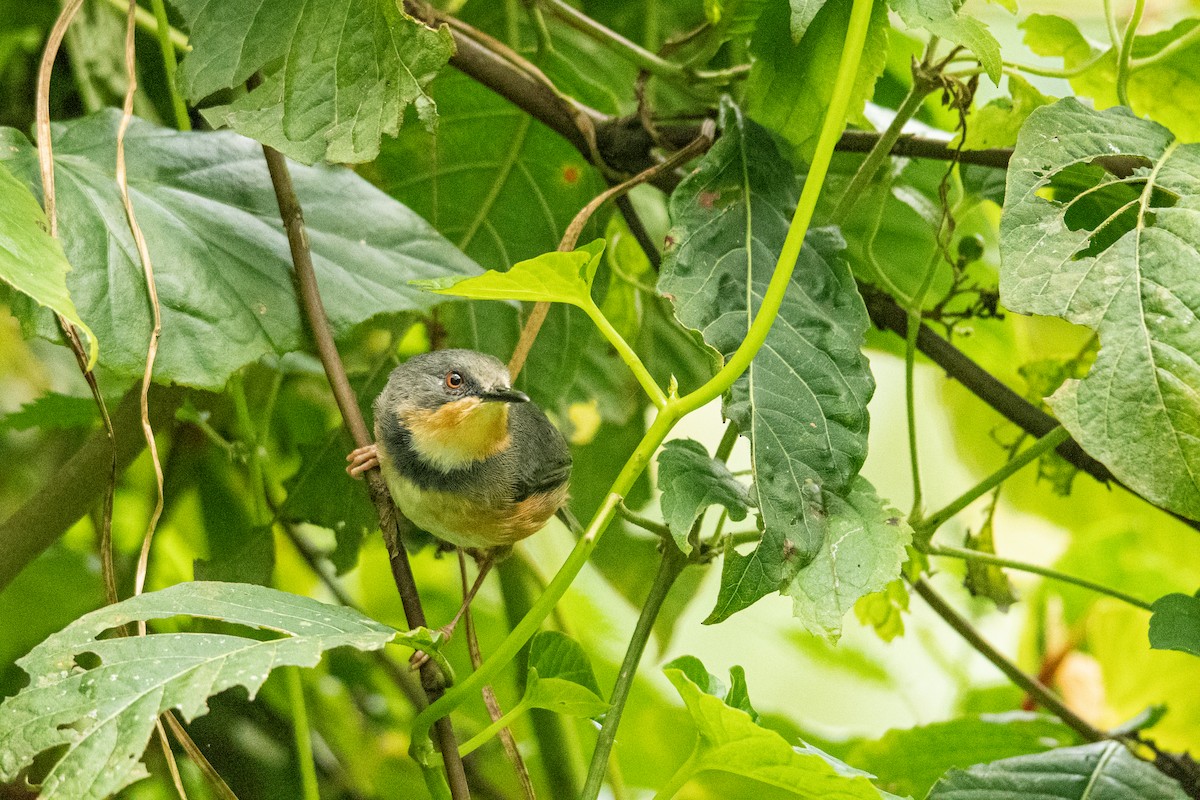 Rwenzori Apalis - ML617081550