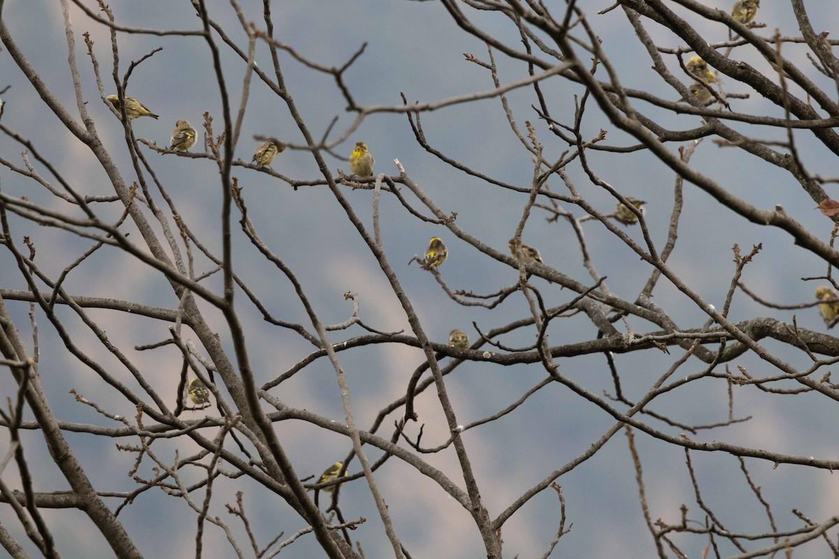 Yellow-breasted Greenfinch - ML617081551