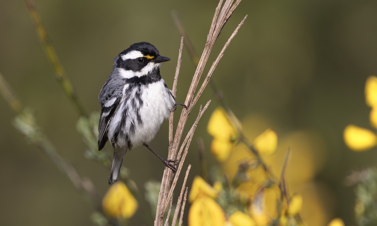 Black-throated Gray Warbler - ML617081556