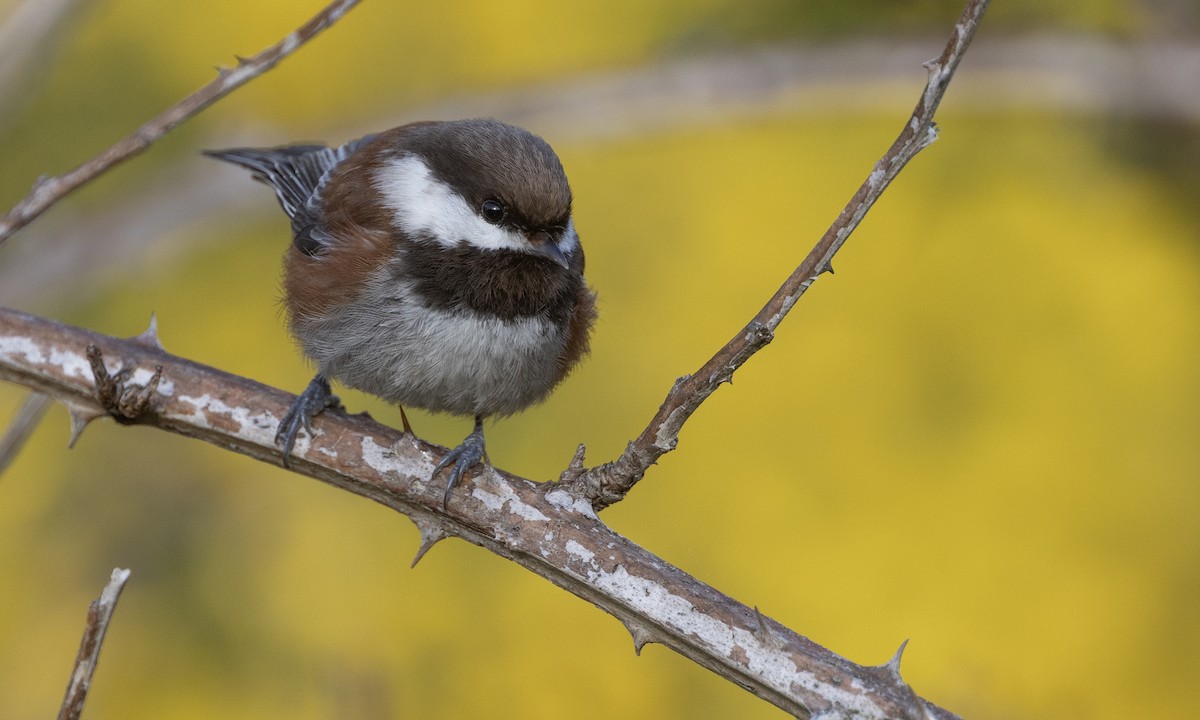 Mésange à dos marron - ML617081559