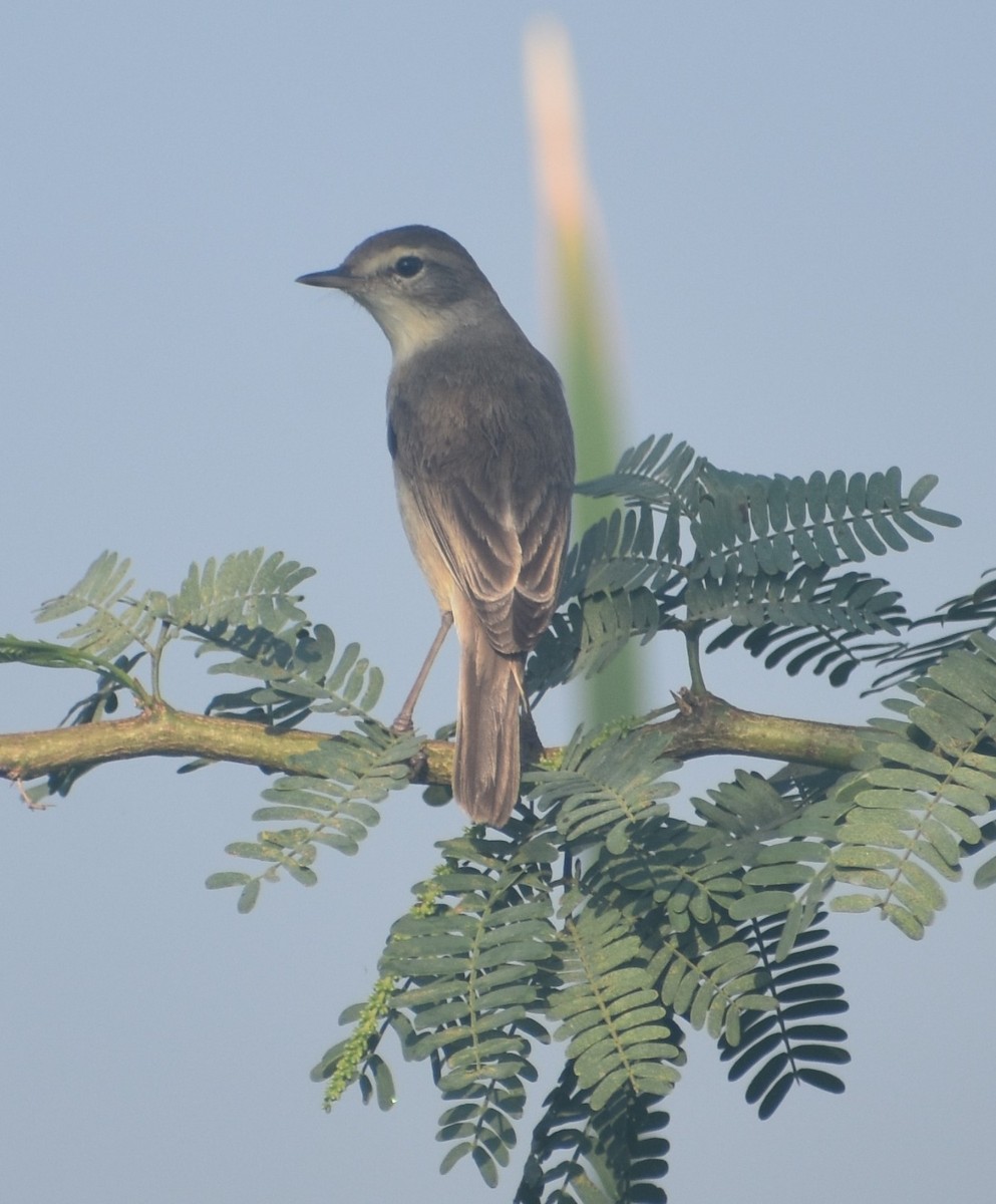 Booted Warbler - ML617081614